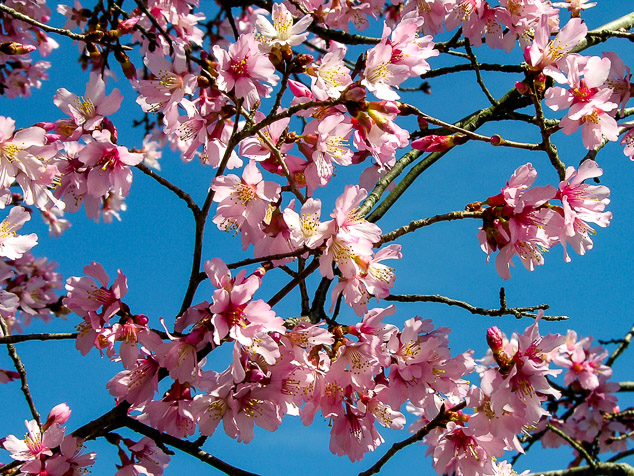 Cherry blossom flowers against a blue sky.