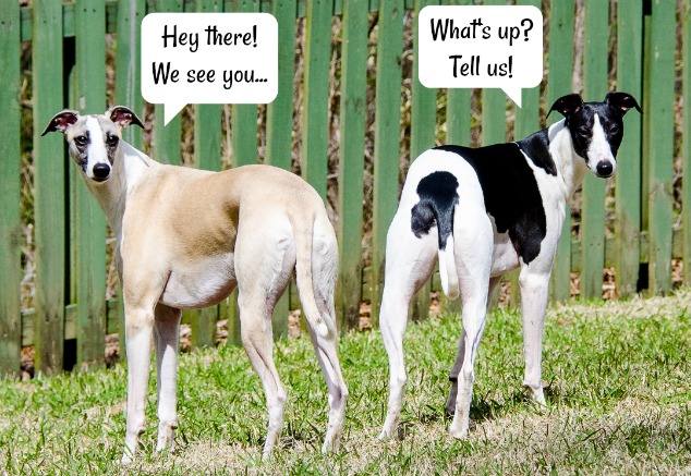 two whippet dogs standing by a fence.