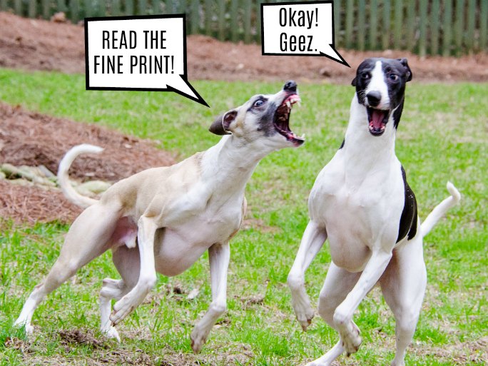two whippet dogs.
