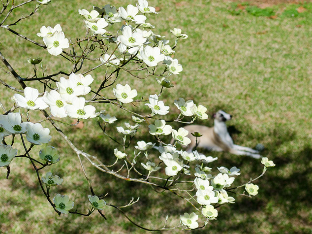 Dogwood tree with flowers and whippet dog in background.