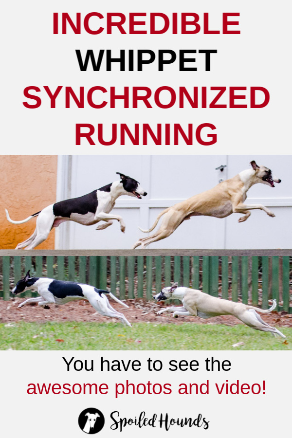 Collage of two whippets running in sync