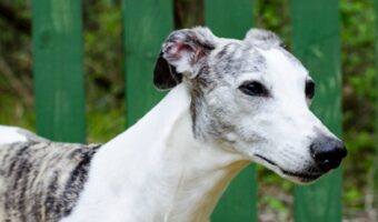 White whippet dog with brindle spots.