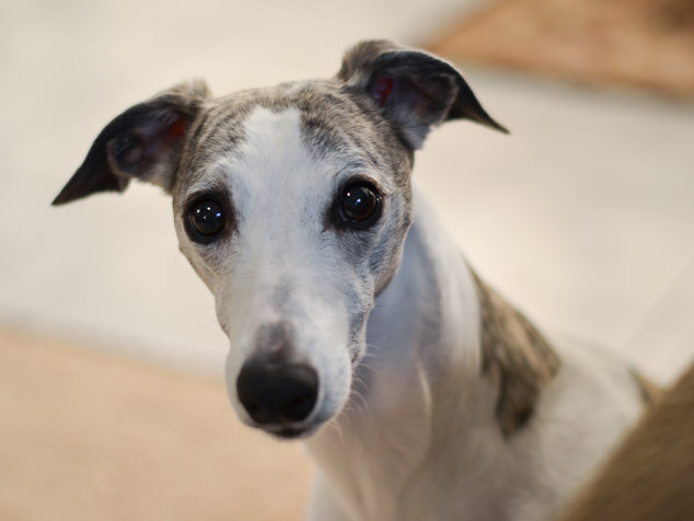 Whippet dog face with big eyes.