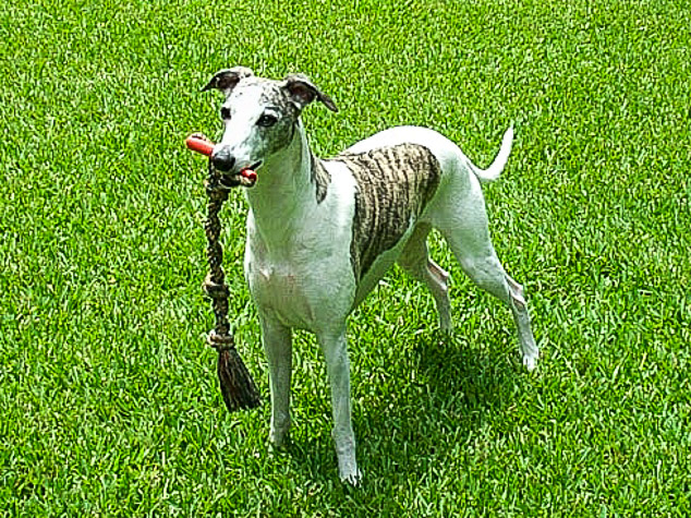 Whippet dog with rope toy in its mouth.