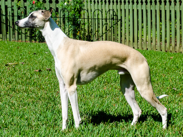 Fawn whippet dog standing on green grass.