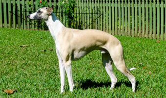 Fawn whippet dog standing on grass.