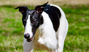 Black and white whippet dog named Milo Captured My Heart Photo