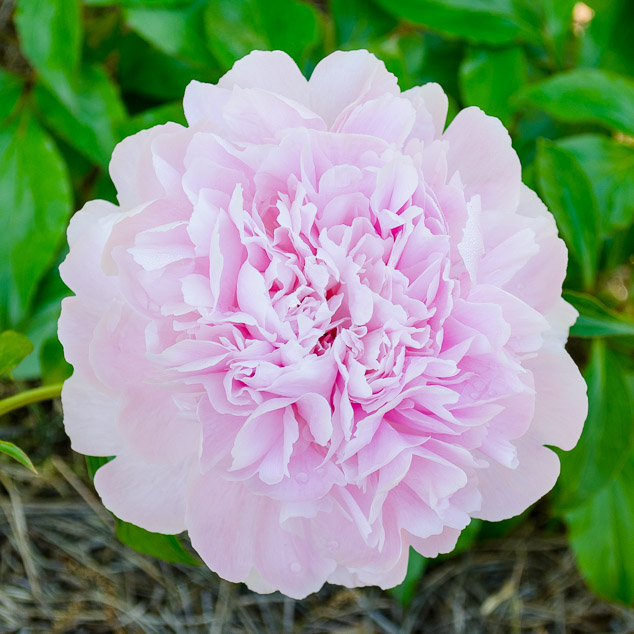 Light pink peony flower