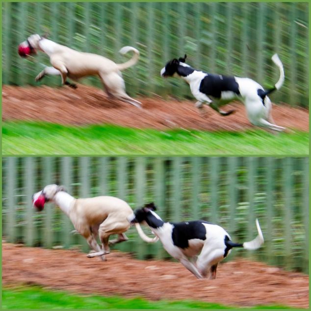 Collage of two whippet dogs running in sync