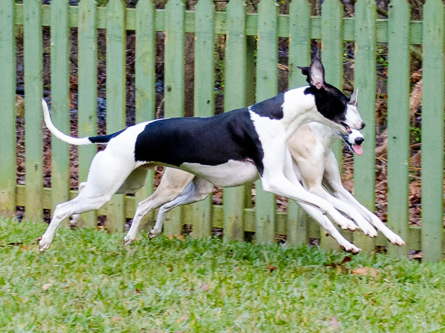 Synchronized whippet running by a green fence