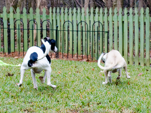 Synchronized whippet running with curled tails