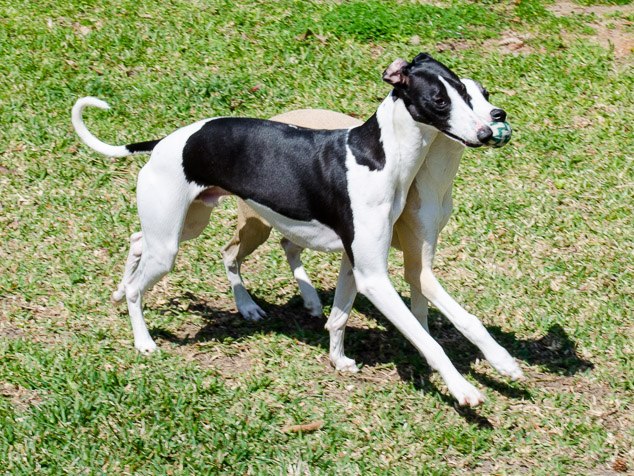 Synchronized whippet running with ball toy