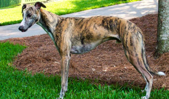 Red brindle whippet dog standing on grass.