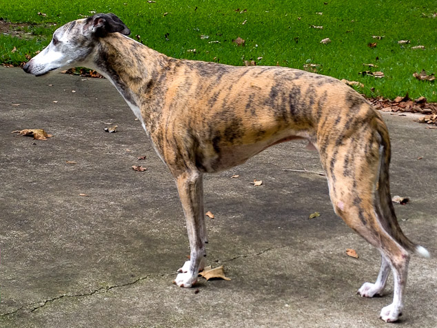 Red brindle whippet dog standing on driveway.