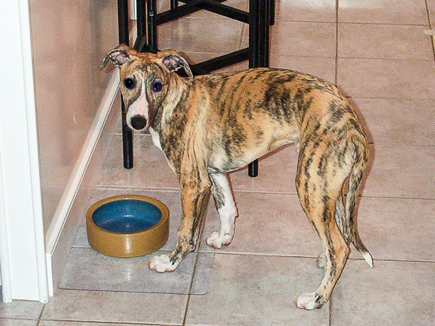 Red brindle whippet puppy standing on tile floor.