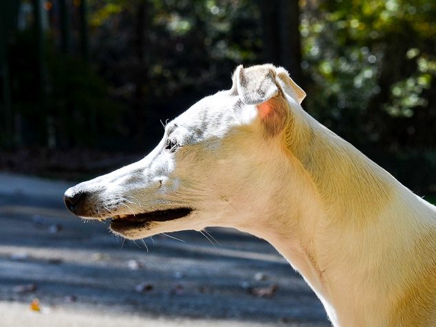 Whippet dog with overbite.