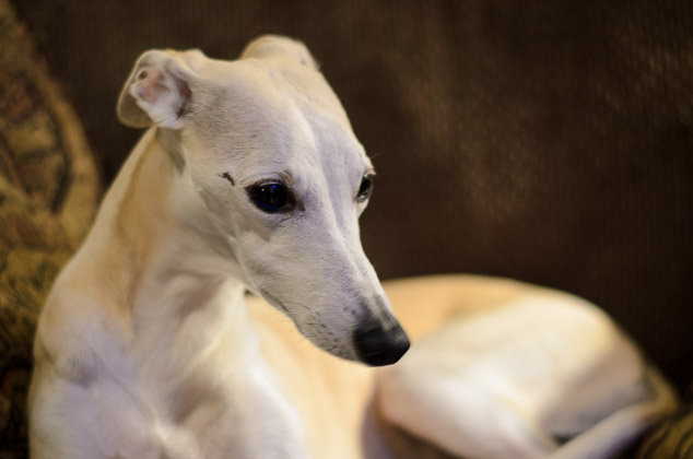 Fawn colored whippet dog sitting on chair.