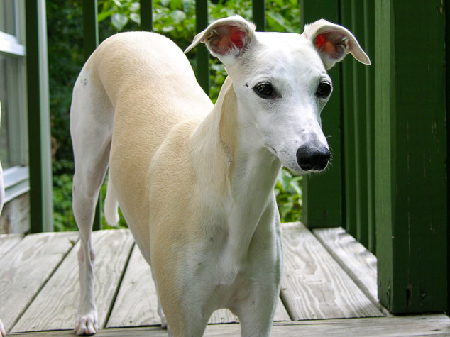 Fawn colored whippet standing on deck stairs.