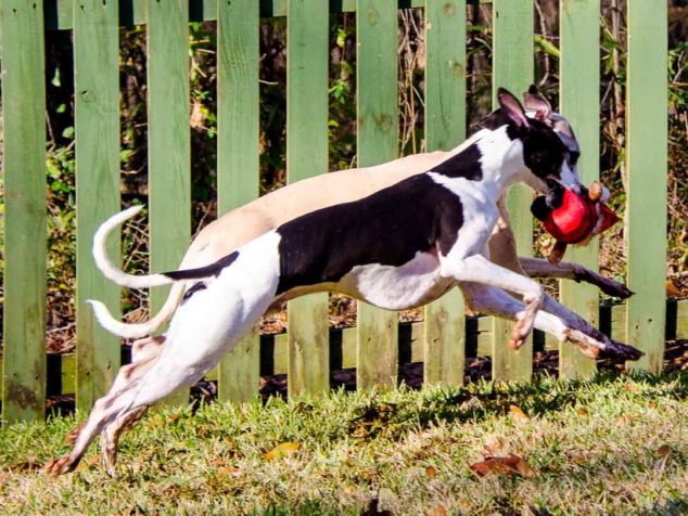 Two whippets running with a Santa dog toy