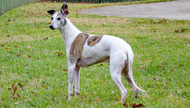 Whippet dog standing on grass with one ear straight up.