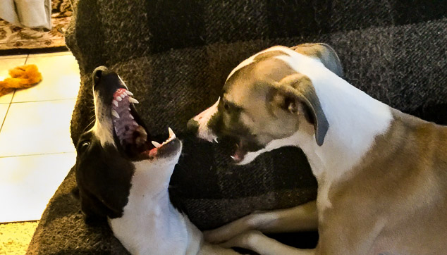 Two dogs playing bitey face.