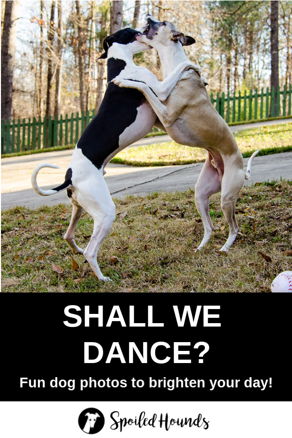 Two whippet dogs on their hind legs with their front legs wrapped around the other.