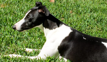 Black and white whippet dog lying on green grass.