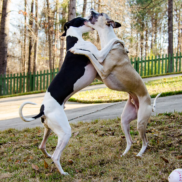 Shall We Dance - two whippet dogs standing together on back legs