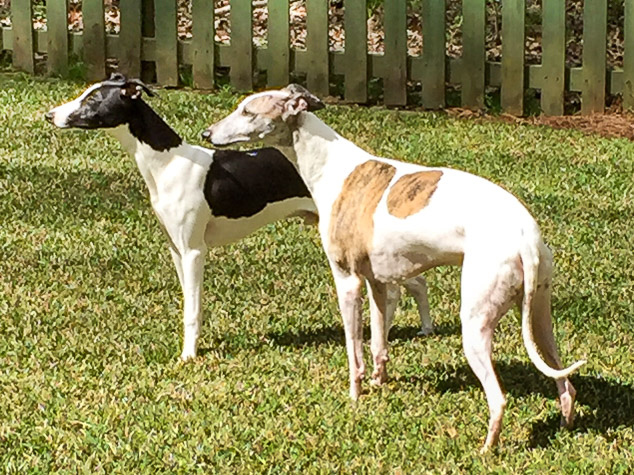 Two whippet dogs standing on green grass.