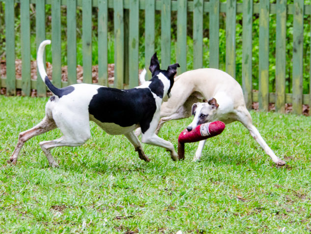Two whippet dogs playing with wine bottle toy