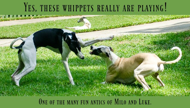 Whippet Dogs Really Are Playing Feature Image