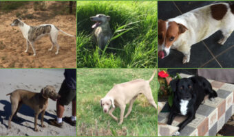 Photo collage of six dogs