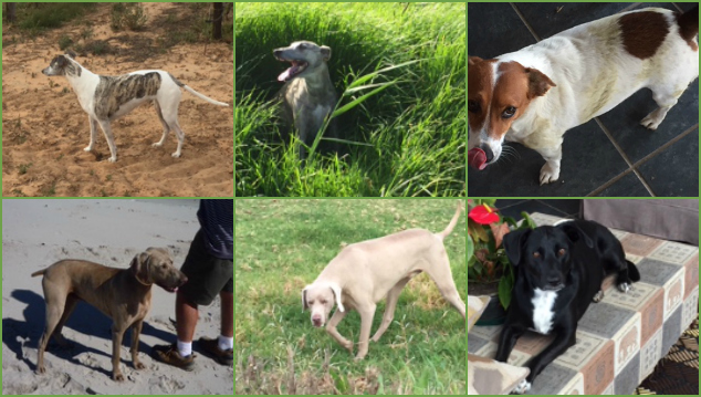 Photo collage of six dogs
