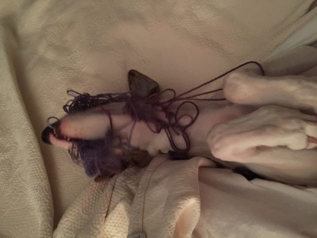 Whippet dog destroyed knitting and tangled up in yarn.