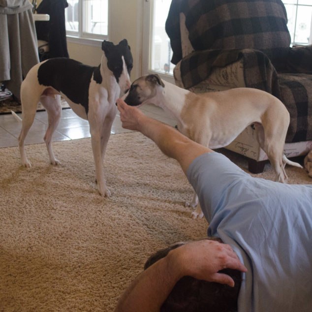 Two whippet dogs sniffing a man's hand.
