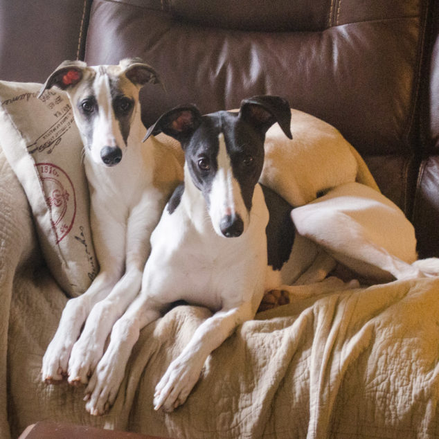 Two whippet dogs sitting on a couch.