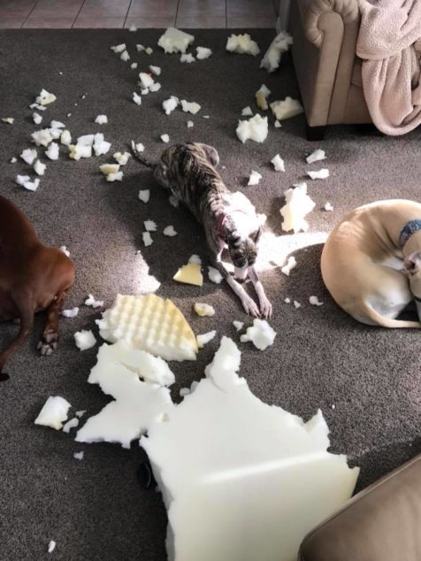 Whippet dogs destroyed foam padding.