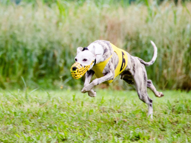 Whippet dog running in a race.