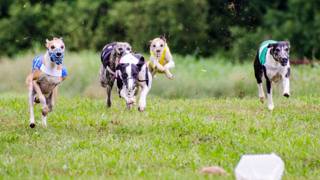 Five whippets running in a race.
