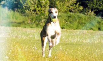 Jaxx Whippet Dog running on a field.