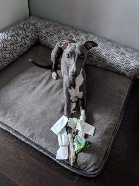 Whippet dog destroyed pack of tissue.