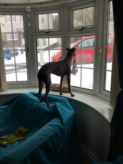Whippet dog holding underwear in front window of a house.