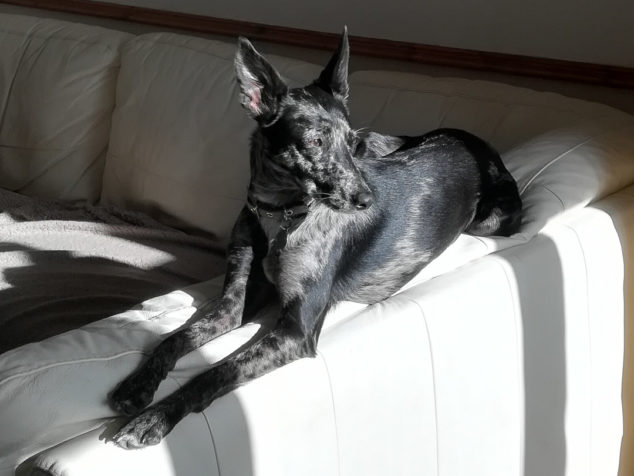 Black dog on white couch