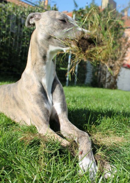 Whippet dog destroyed grass in the garden