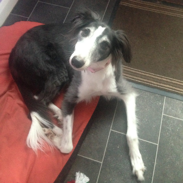 Suki, a black and white dog lying on the floor.