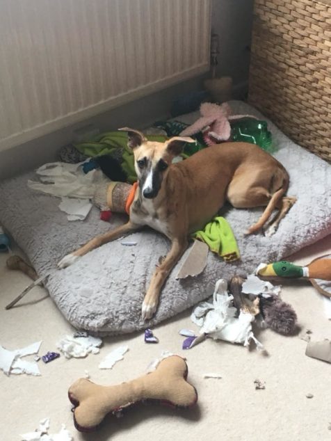 Whippet dog destroys multiple items in the house.