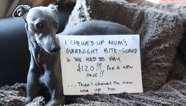 Grey whippet dog chewed up bite-guard