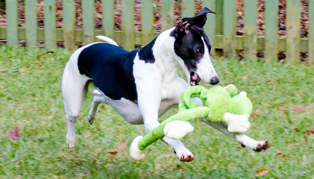 Black and white whippet dog playing with monkey toy.