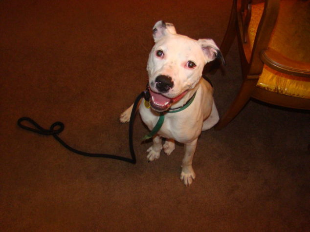 White pit bull mix dog sitting on the floor