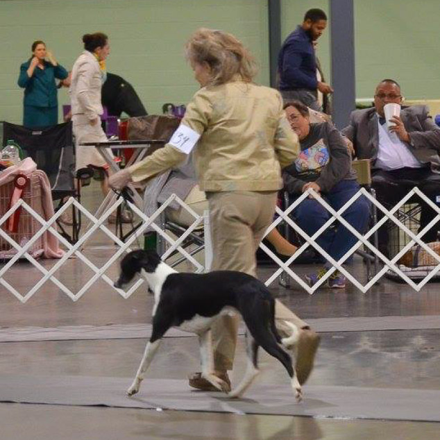 Digger, a whippet in the show ring.